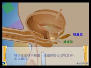 Asian Educational Cartoon Featuring penis